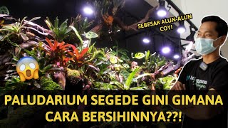 TIPS BERSIHIN PALUDARIUM SEGEDE GABAN  |  Retention Paludarium Indoor 6 Meter