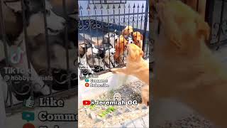 Dogs argument #funnyvideo #meme #entertainment #fyp