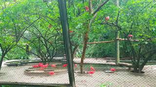 브라질 벨렝 홍따오기 | Scarlet ibis(Guará) at the zoo botanical park in Belém, Pará, Brazil