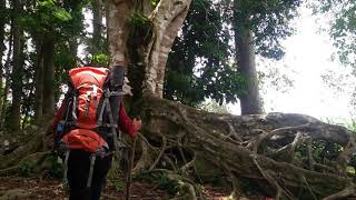 wow!! akar mangrove makin besar di hutan MADAPI