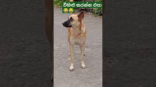 එන්න එපා ඕවට හරිද  😂😂 #shorts #ytshorts #everyone #italy #india #cute #dog #youtubeshorts #share