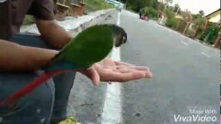 green cheek conure very tame name jejet