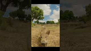 Wild boar piglet eats from a spoon #supercute