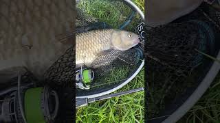 Record Chub / Clean record / Cavedano Record✌️ #fishingvideo #pescuit #fishing  #spinninglaclean