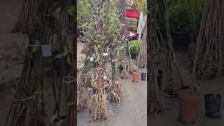 Market Day in Tetovë, Tetovo, North Macedonia - Ditë tregu në Tetovë (November 14, 2024)