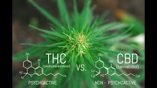 THC versus CBD ....The Amazing Cannabis Plant