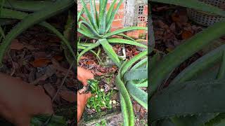 Useful measures to help aloe vera plants grow quickly #shorts #aloevera