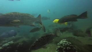 Diving in Cabo Pulmo and San Lucas 2019