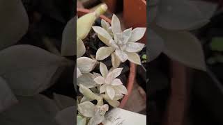 Como estão  as suculentas Variegatas  recém plantadas #suculentasdacreusa #shortvideo #plantas #2024