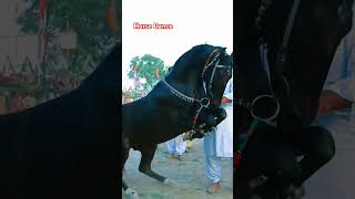 ghora Dance #melakanjwani #horse