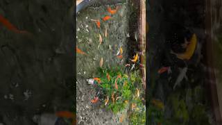 Fish vlog #fishshortvideo #fishlover #shortfeed #colourfulfishes