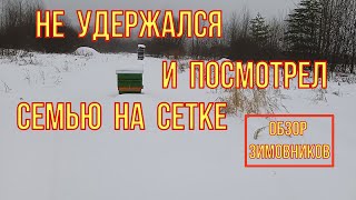 Большой обзор зимовки пчёл. Не удержался и посмотрел семью на сетке.