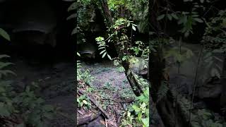 MENELUSUR JEJAK GOA SUKU PUNAN BATU #shorts #Borneo #Caveman