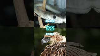 Snake VS Eagle |  Dnoz Editz | #shorts#viral#video