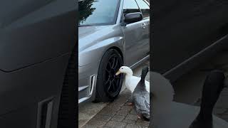 Are Cars Duck Food?