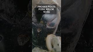 Hasil poles fosil kelor 14kg #bali #budha #shortvideo #viralvideo #asli #fosilkelor #kreatif #top