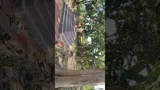 Makam Penjaga Gudang Senjata dan Alat Pertanian Mbah Kuwu di Desa Jungjang  #buyutcerbonchannel