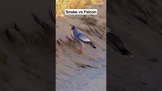 Snake vs Falcon @planet2animals