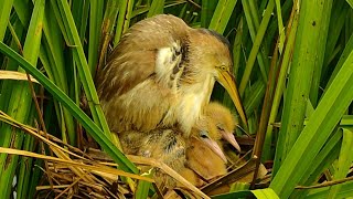 Baby Birds Hide Under Mother's Chest