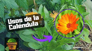 CALENDULA - Beneficios - Plantas Medicinales