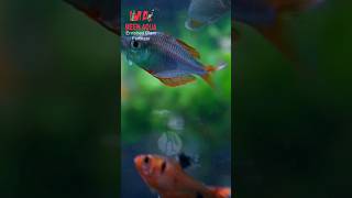 Planted Aquarium Fishes #shorts #viral