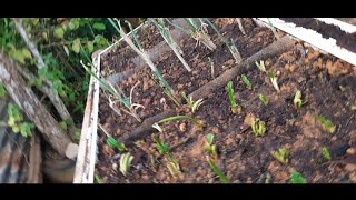 DIY PLANTER BOX | Trough | Caribbean Seasonings