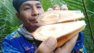 niat mancing malah Nemu buah begini || buah nipah