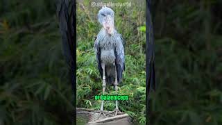 Shoebill Stork | an ancient bird that has a sound like a machine gun