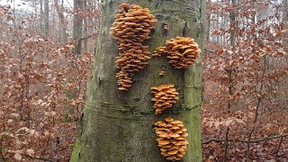 Massenhaft Enokis und andere Winterpilze🍄🌳