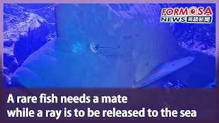 A rare fish needs a mate while a ray is to be released to the sea｜Taiwan News