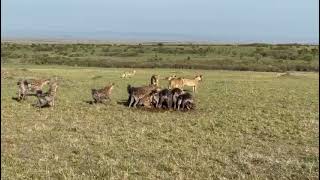 Hyenas chase lions in a group