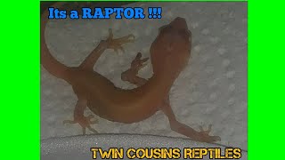 It's a RAPTOR !!!