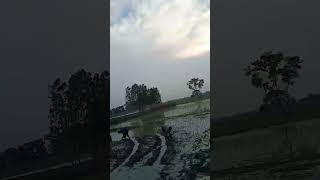 Dhan ropai #short #video#rajnishfun5.5m🌾🌾🌾🌾🌾