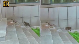 Cat Quickly Saw It Chased a Wrong Snake and Ran as Hell. King Cobra vs Cat. Cat vs Snake #CatvsSnake