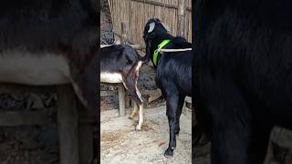 Lots of two goats they do very beautiful surprising shoots we enjoy 2024|Episode/23