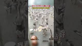 大鹅集体在雨中“罚站”