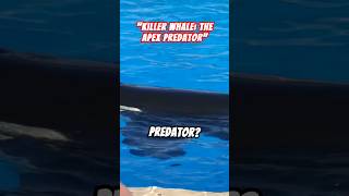 The apex predator orcas!#animals #facts #orcas