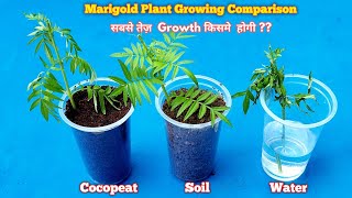 Marigold Plant Growing Comparison Cocopeat vs Soil vs Water #FastRooting #OnlineGardening