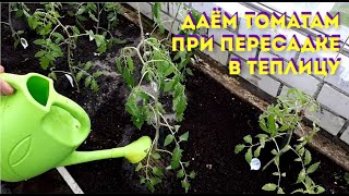 13.05.2022 Высаживаем рассаду помидоров 🍅 в теплицу.  Что класть в лунку ?