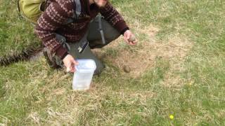 Strange - Two great skua nests 2-3 meters apart