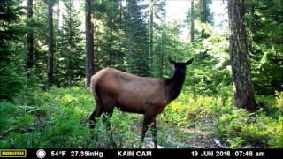 Coyote howls while cow elk listens.