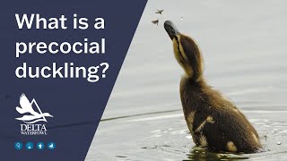 What is a precocial duckling?