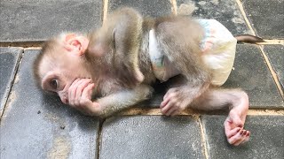 Baby monkey Ella angry me 🥲