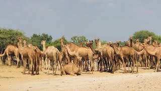 The camels of Thar are standing in their fun