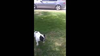 French Bulldog attacks camera!!!