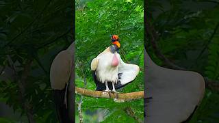 King vulture pretty or ugly? #birds #birdofprey #wildlife #birdlovers #birdphotography #vultures