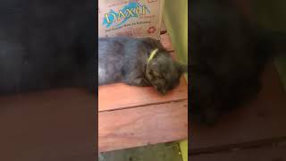 kucing hitam #hewanlucu #kucinglucu