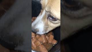 My Dog Eat #dog #eating #love #viralvideo