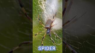 Spider Net#pleasesubscribe #youtubeshorts #atractive #odia