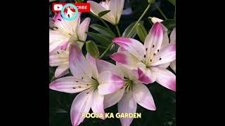 Agar bulb ka shauk hai to asiatic lily lagaiye#song#lily#foryou#gardening#viral#bts#kpop#shorts#feed